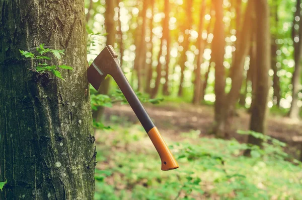 Ormandaki bir ağaca saplanmış turuncu saplı balta.
