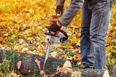 Ormanda testereli bir adam odun kesiyor.
