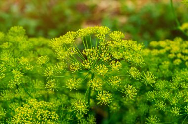 Yeşil dereotunun enfeksiyonları. Büyüyen baharatlar, baharatlar