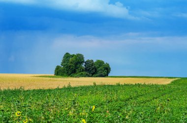 Tarlanın ortasındaki küçük ağaçlar gök gürültüsü bulutlarına karşı.