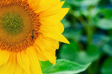 Yeşil arka planda, tarlada büyük bir ayçiçeği çiçeği