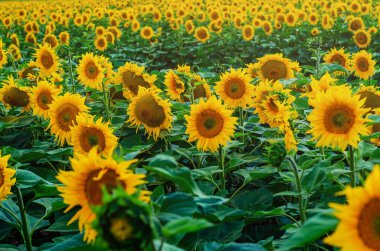 Mavi arkaplanda ayçiçekleri olan bir alan
