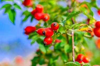 Çalılıklarda kırmızı gül ağacı üzümleri