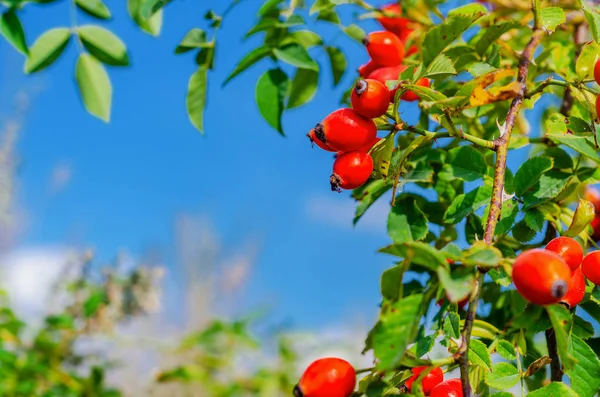 Red rosehip berries on the bushes — 스톡 사진