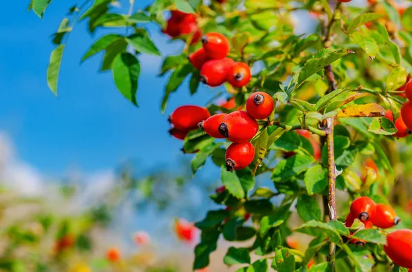 Red rosehip berries on the bushes — 스톡 사진