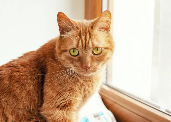 Rote Katze Sitzt Auf Der Fensterbank Und Blickt Die Kamera — Stockfoto