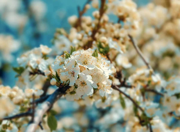 Ramo Uma Cereja Árvore Florescente Belas Flores Brancas — Fotografia de Stock