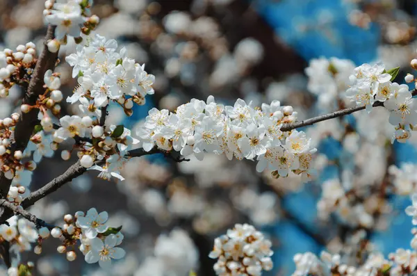 Ramo Ciliegio Albero Fiorente Bei Fiori Bianchi — Foto Stock