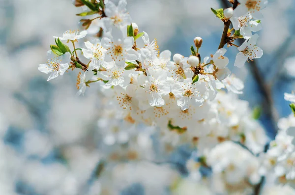 Tavaszi Virágok Cseresznye Fehér Virágok Háttér — Stock Fotó