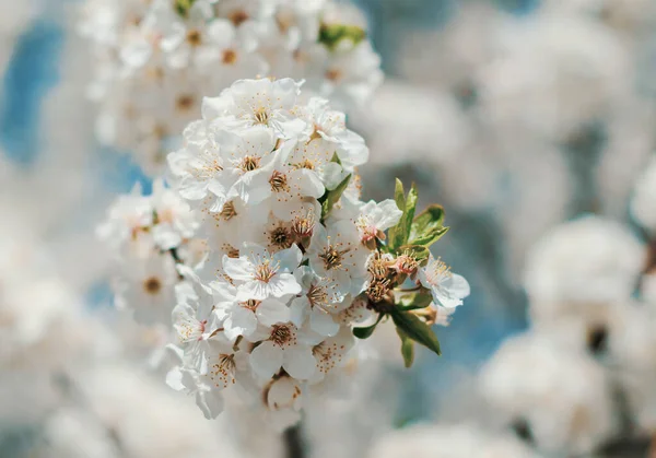 Flores Primavera Cerezo Flores Blancas Para Fondo — Foto de Stock