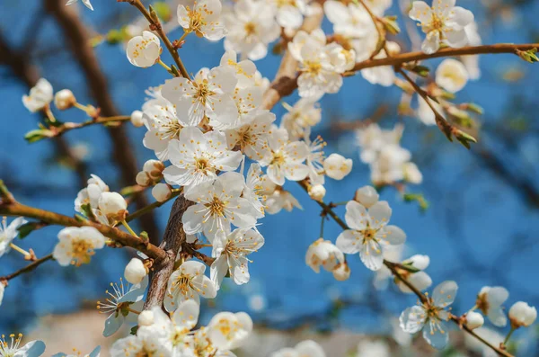 Fiori Bianchi Ciliegio Fiori Primaverili Sfondo — Foto Stock