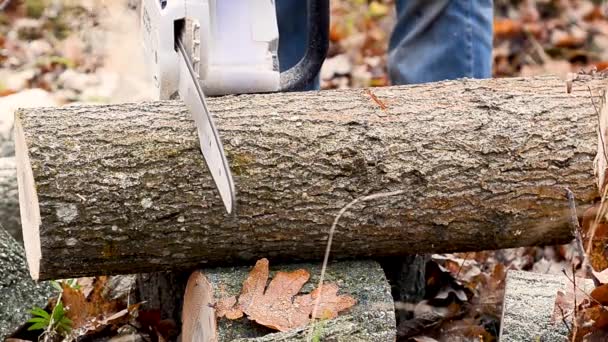 Electric Chain Saw Cuts Tree Log Forest — Vídeo de stock