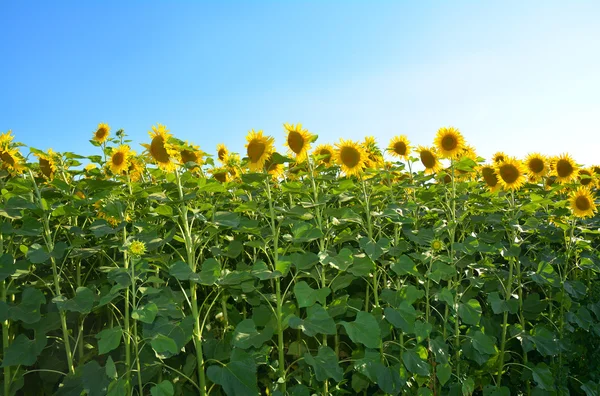 Close-up op zonnebloemen veld met kopie ruimte. — Stockfoto