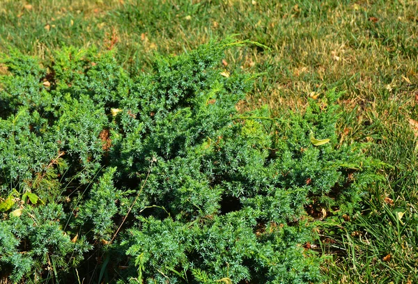 Green and blue juniper bush in landscape garden design. — Stock Photo, Image