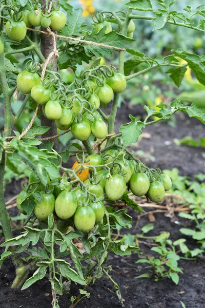 Växande ekologiska tomater. Gren av omogna körsbärstomater. — Stockfoto
