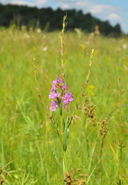 Chamerion angustifolium, широко известный как огненные водоросли, большой willowherb, Розебей willowherb, является многолетний травяной чай завод . — стоковое фото