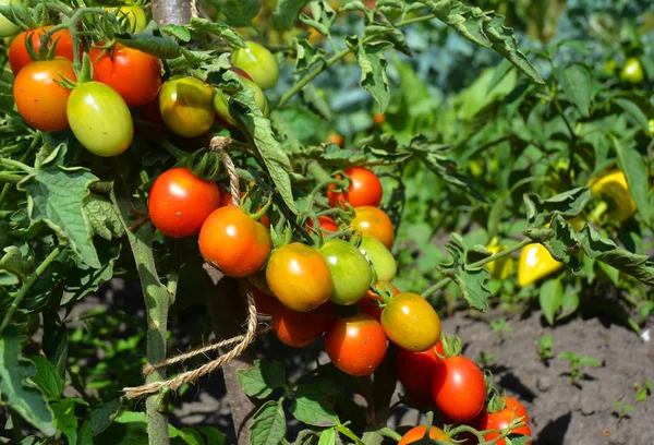 Świeżych Dojrzałych Pomidorów Cherry Rośnie Gałęziach — Zdjęcie stockowe
