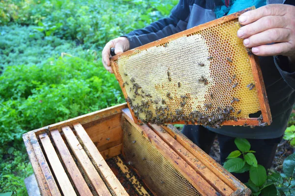 Cerca de la apicultura. Apicultor sosteniendo el marco de panal de abeja de la colmena con abejas que trabajan . —  Fotos de Stock