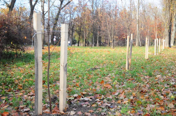Plantando Uma Árvore Corretamente Com Duas Estacas Outono Sua Árvore — Fotografia de Stock