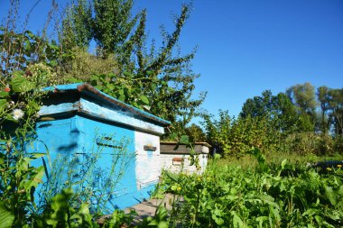 Ahşap mavi kuş yuvaları. Bahçende mavi gökyüzü karşı doğal Arıcılık.