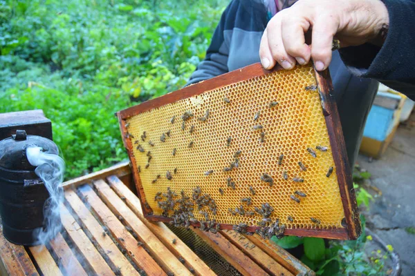 Včelaře s jeho rukou rám voštinový z úlu s pracovní včel. Detailní záběr na včelařství. — Stock fotografie