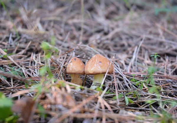 Cogumelo Suillus Luteus Caça Cogumelos Cogumelo Colheita Cogumelos Forrageamento Cogumelos — Fotografia de Stock