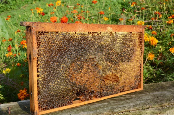 Plin de fagure proaspăt de miere pură. Fagure de miere de albine pure cu miere . — Fotografie, imagine de stoc