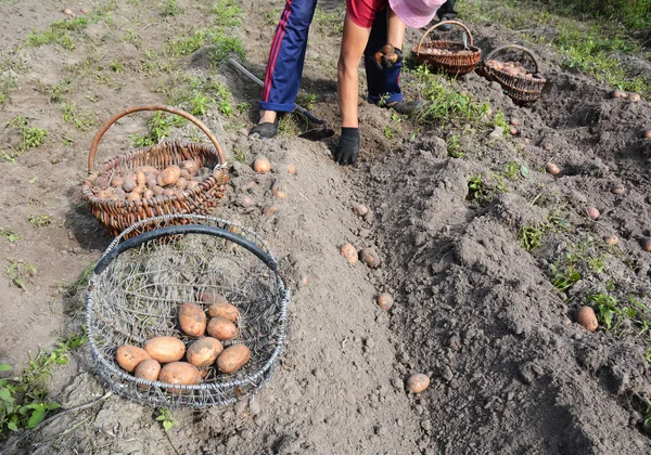 Batatas Frescas Nas Mãos Dos Agricultores Colheita Batatas Jardim Casa — Fotografia de Stock