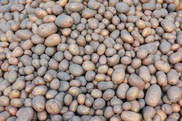 Papas de fondo. Patatas de cosecha . — Foto de Stock
