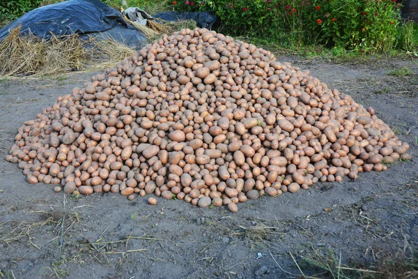 Harvesting Potatoes. Harvesting and Storing Potatoes.