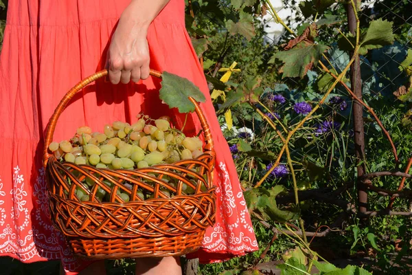 Mujer Vestida Rojo Con Una Cesta Llena Uvas Vendimiadas Jardín — Foto de Stock