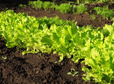 Büyüyen marul salatası. Yeşil salata. Büyüyen marul.