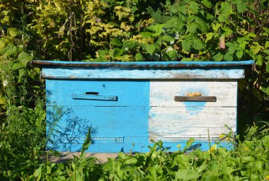 Ahşap Ukrayna mavi kuş yuvaları. Bahçende doğal Arıcılık. 