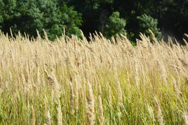 Bir arka plan ile bir altın renkli parlak çayır çimen.