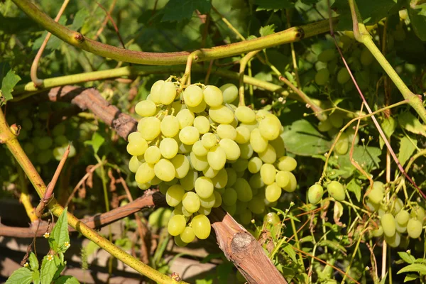 Vicino Sulle Uve Bianche Vigna — Foto Stock