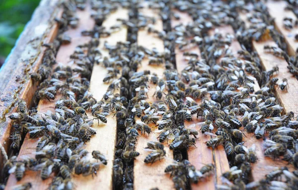 Cerca de Honeycomb en la colmena con abejas y miel — Foto de Stock