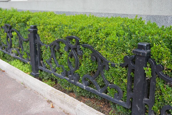 Landschaftsgestaltung Vorgarten Mit Buchsbaumhecken Buchsbaumhecke Mit Kleinem Metallzaun — Stockfoto