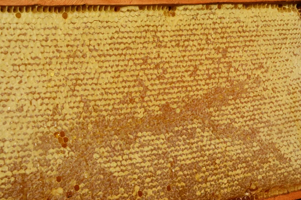 Fond texturé de nid d'abeille avec des cellules pleines de miel . — Photo