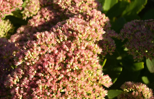 Sedum Stonecrop Flor Sedum Proeminente Sedum Spectabile Faça Seu Jardim — Fotografia de Stock