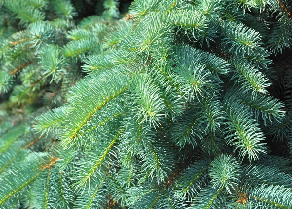 Karácsonyfa. Kék fenyő ágai a texturált háttere. Blue spruce, zöld lucfenyő, fehér lucfenyő. Mesterséges karácsonyfát, kék karácsonyfa. — Stock Fotó