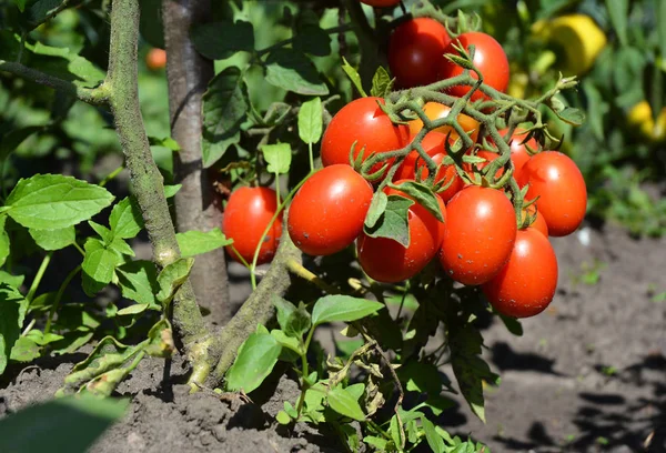 Kirschtomaten Gehören Den Gemüsesorten Die Einfachsten Garten Wachsen — Stockfoto