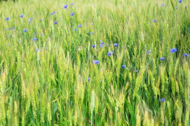 Buğday alan ve kopya alanı ile peygamber çiçeği. Buğday arka plan. Buğday doku fotoğraf.