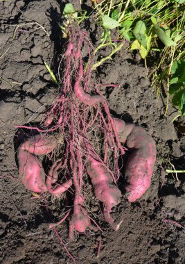 tatlı patates kökleri. 