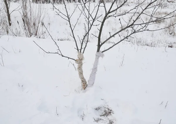 Kış hasar ağaçlar için engelliyor. Meyve ağaçları hayvan zararlardan korumak. Meyve ağaçları kış aylarında korumak. Kışın ısı yalıtım ağaçlar. — Stok fotoğraf