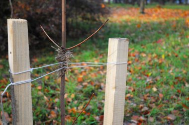 Sonbaharda iki kazık ile düzgün bir ağaç dikme. 