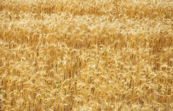 Campo de trigo con espacio de copia. Fondo de trigo . — Foto de Stock