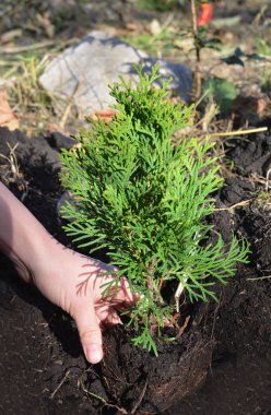 Mazı (bitki) Occidentalis tek ağaç dikmek nasıl.