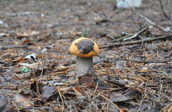 Caça Cogumelo Reunir Cogumelos Leccinum Aurantiacum Cogumelo Álamo Foto Cogumelo — Fotografia de Stock