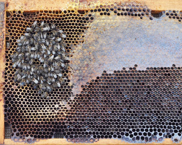 Les abeilles meurent de faim en hiver. L'extinction des abeilles domestiques. Mort et extinction des abeilles . — Photo