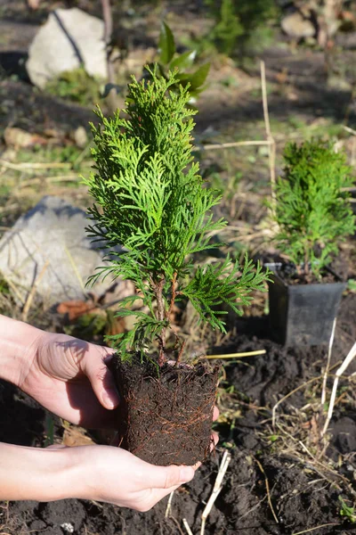 Посадка Thuja Occidentalis Smaragd Руки Сажают Кипарис — стоковое фото